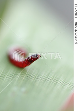 Akamushi Akamushi 11022411