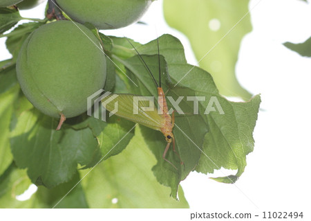 Kagerou的子類02 11022494