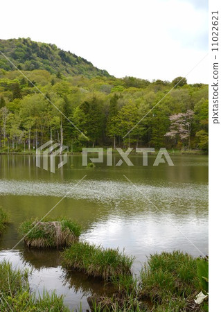 Fresh green lakeside 11022621