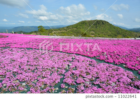 Charentacean高原春天草櫻桃小山 Charentacean高原春天草櫻桃小山 11022641