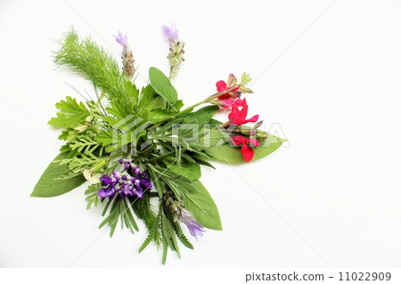 草藥 草藥 11022909
