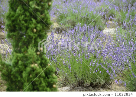 lavender lavender 11022934