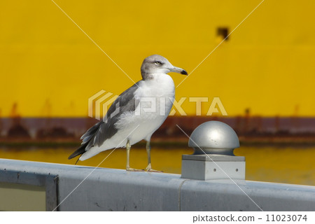 Umineko (Aomori harbor) 11023074