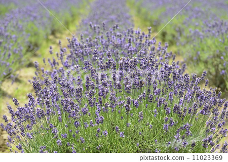 Lavender field 11023369