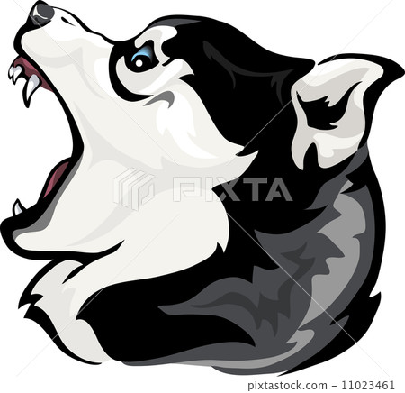 Husky grin 11023461