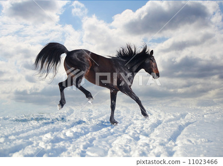 Russian trotter rejoices snow 11023466