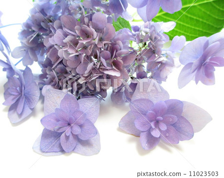 一朵刷新的顏色的一朵刷新的花顏色八仙花屬的八仙花屬 一朵刷新的顏色的一朵刷新的花顏色八仙花屬的八仙花屬 11023503