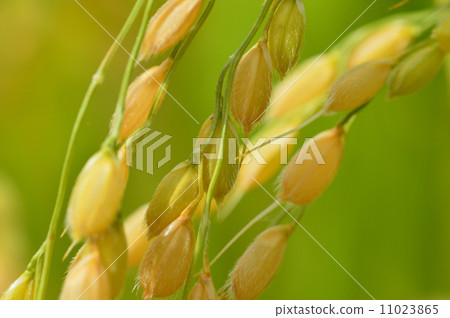 Rice field 11023865