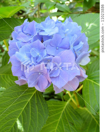 Hydrangea of the garden hydrangea (variety name Blue Stick) Hydrangea of the garden Hydrangea of the garden hydrangea (variety name Blue Stick) Hydrangea of the garden 11023886