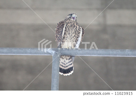 蝴蝶小雞 蝴蝶小雞 11023915
