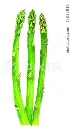 蘆筍 蘆筍 11023916