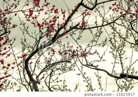 Cherry blossom, floral background Cherry blossom, floral background 11023917