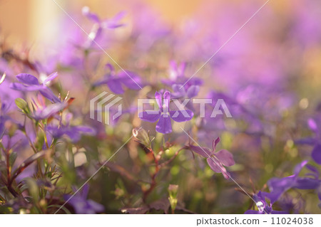 closeup photo of lobelia flowers in sunset 11024038