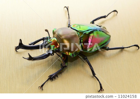 虹鱒金背景 虹鱒金背景 11024158