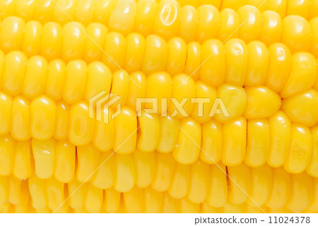 Grains of Ripe Corn with Water Droplets / Extreme Macro / Isolat 11024378