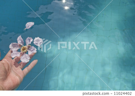 Releasing flowers into the pool Releasing flowers into the pool 11024402