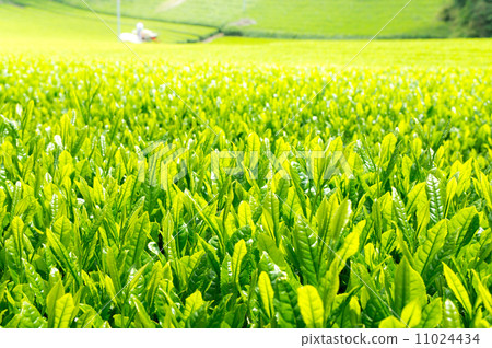 Tea plantation 11024434