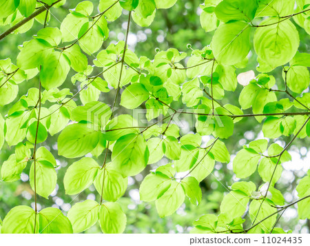 Yamabashi in early summer Yamabashi in early summer 11024435