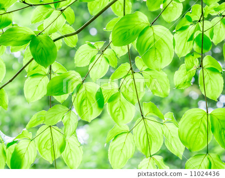 Yamabashi在初夏 11024436