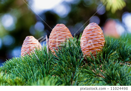 Pine cone 11024498