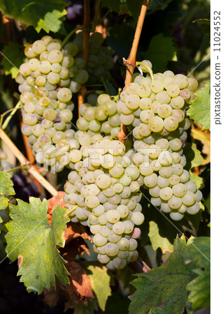Welschriesling 11024552