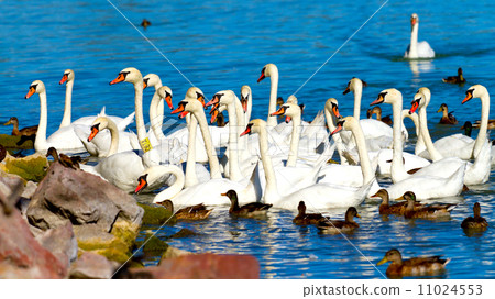 Swans 11024553
