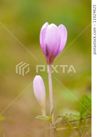 Flowers Flowers 11024625