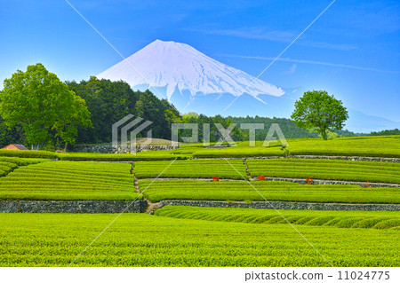 富士和新鮮的綠茶田 富士和新鮮的綠茶田 11024775