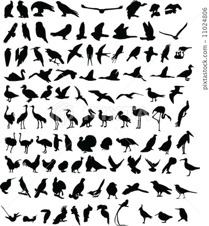 100 Birds 11024806