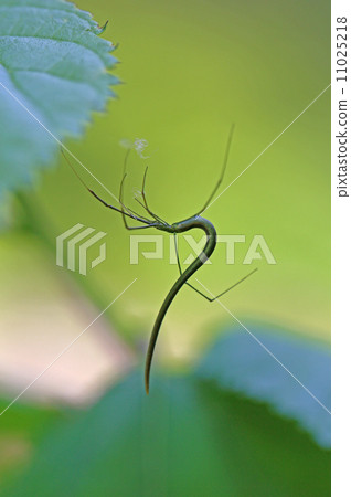 Onagagumo Onagagumo 11025218
