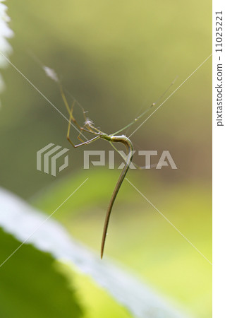 Onagagumo Onagagumo 11025221