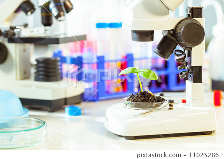 Green plants in biology laborotary Green plants in biology laborotary 11025286