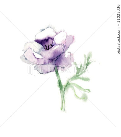 Anemone, purple Anemone, purple 11025336