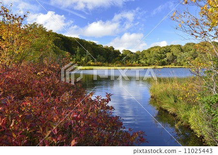Hachimantairi, autumn leaves of Onuma / Kazuno-city, Akita prefecture Hachimantairi, autumn leaves of Onuma / Kazuno-city, Akita prefecture 11025443