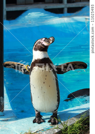 Humboldt penguins at the waterside 11025493