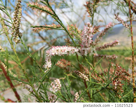 tamarisk flower 11025523