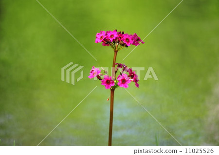 Clinic Clinic 11025526