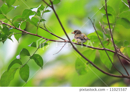 Palawan Hana Dori mooduki 11025587
