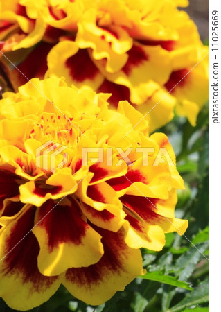 萬壽菊 萬壽菊 11025669