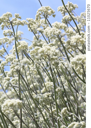 Helichrysum Petio Rale 11025670