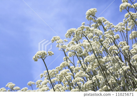 Helichrysum Petio Rale 11025671