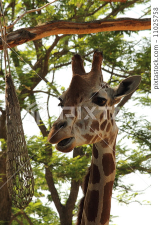 Giraffe's face 11025758