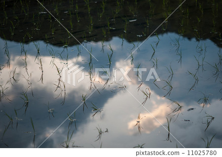 Paddy field Paddy field 11025780
