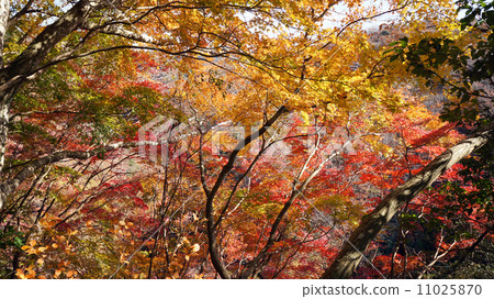 在Yoro谷的秋葉 在Yoro谷的秋葉 11025870