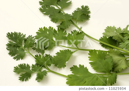 Pakuchi Coriander herbs herbs white background Pakuchi Coriander herbs herbs white background 11025934