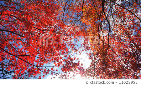 Autumn leaves in Yoro valley 11025955