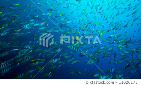 A group of Tacabe (in the sea of Kanemoto Island) A group of Tacabe (in the sea of Kanemoto Island) 11026173