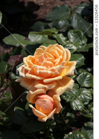 花朵 花 花卉 11026456