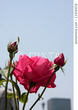 瑪麗亞·卡拉斯 花朵 花 11026458