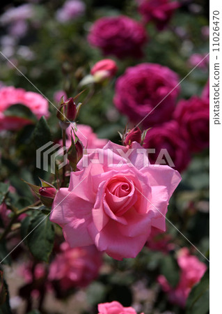 Pure 11026470